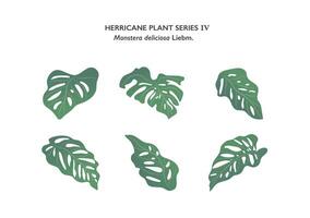 set of Monstera leaf isolated on background vector