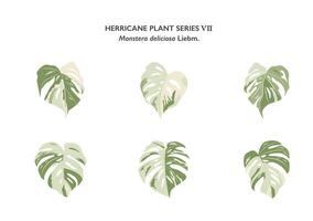 Monstera leaves ornament isolated on white background series7 vector