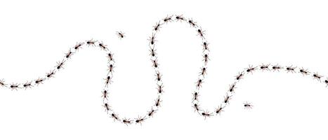 Brown worker ants trail line flat style design vector illustration isolated on white background.