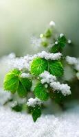 close up of a plant covered in snow. . photo