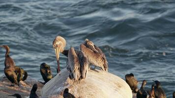 oiseau faune marron pélican à le pacifique côte dans super lent mouvement video