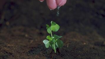 uma agricultor fêmea mão água verde brotar. mão rega uma jovem plantar. mão nutrir e rega jovem bebê plantas. macro tomada. video