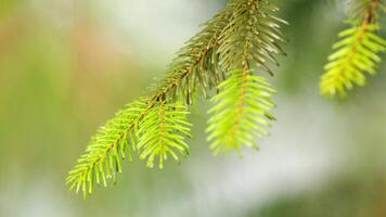 Dew Drop On A Spruce Needle. Young Spruce Needles In Bright Green Color With Water Drops After Spring Rain. Close up. video