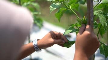 Checking for leafhopper pest in chili farm in Yogyakarta, Indonesia video