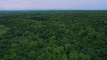 aereo Visualizza di un' denso, verde foresta distesa sotto un' crepuscolo cielo, in mostra della natura vastità. video