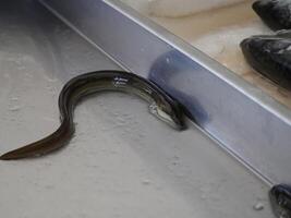 Eel at Fish Market fresh fish Aveiro Portugal photo