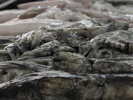 cuttlefish Fish Market fresh fish Aveiro Portugal photo