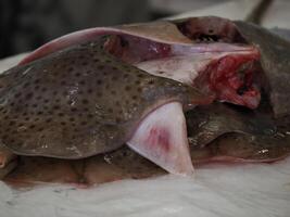 mantarraya alas pescado mercado Fresco pescado aveiro Portugal foto