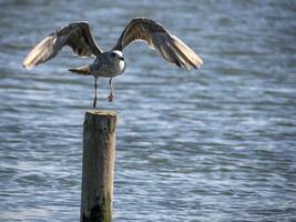 Seagull in aveiro saline portugal photo