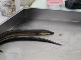 Eel at Fish Market fresh fish Aveiro Portugal photo