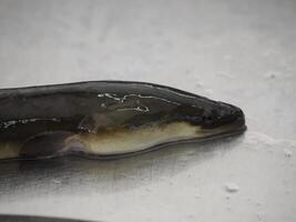 Eel at Fish Market fresh fish Aveiro Portugal photo