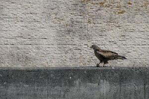 canoso pescado águila pájaro de presa caza en aveiro sal sartenes Portugal foto