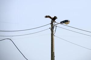 grey-headed fish eagle bird of prey hunting in Aveiro's salt pans Portugal on a light post photo