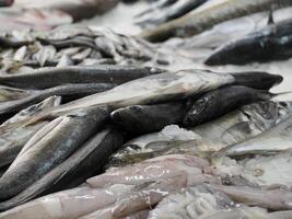 Fish Market fresh fish Aveiro Portugal photo