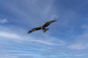 grey-headed fish eagle bird of prey hunting in Aveiro's salt pans Portugal photo