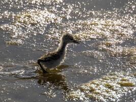 baby newborn black-winged stilt Himantopus himantopus in Aveiro's salt pans Portugal at sunset photo