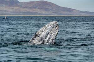 grey whale spy hopping in magdalene bay baja california sur mexico photo