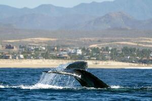 damaged tail humpback whale in pacific ocean baja california sur mexico photo