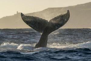 humpback whale tail slapping in Cabo San Lucas pacific ocean baja california sur mexico at sunset photo