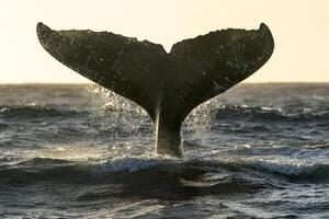 humpback whale tail slapping in Cabo San Lucas pacific ocean baja california sur mexico at sunset photo