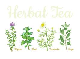 Herbal Tea Collection vector
