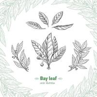 Laurel Bay leaf collection vector