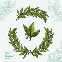 Laurel Bay leaf collection vector