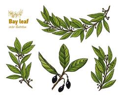 Laurel Bay leaf collection vector