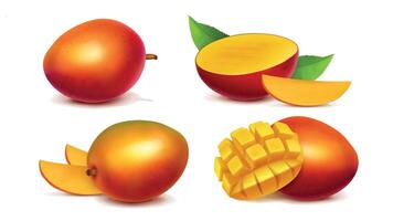 Mango whole and sliced realistic illustration. Bright juicy ripe tropical fruit isolated on white background. Mock up for packaging and advertising vector
