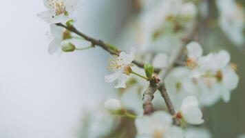 Flower Of Early Red Leaf Plum. Branch Of A Blooming Tree On A Blurry Blue-Light Background. video