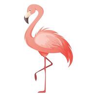 Beautiful pink flamingo on white background. illustration of tropical bird for summer vector