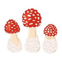 Fly agaric red poison mushrooms. Big and small mushroom Hand drawn Amanita muscaria. Hallucinogenic, psychedelic forest mushroom. Trendy flat style magic fungus isolated on white illustration vector