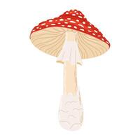 Fly agaric red poison mushroom. Hand drawn Amanita muscaria. Hallucinogenic, psychedelic forest mushroom. Trendy flat style magic fungus isolated on white illustration vector