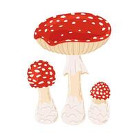 Fly agaric red poison mushrooms. Big and small mushroom Hand drawn Amanita muscaria. Hallucinogenic, psychedelic forest mushroom. Trendy flat style magic fungus isolated on white illustration vector