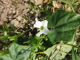 Leaves and fruits are eaten as food, raw fruits of telakucha can be eaten as curry, leaves can be fried and eaten as vegetables, also soups and salads are made from raw fruits and young leaves. Raw fr photo