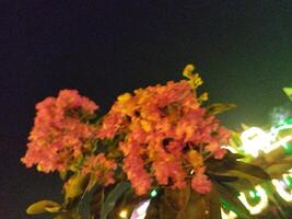 Jarul tree is a well-known tree in our country. Jarul flower makes this nature of summer forget the pain of hot day. Jarul flower plants usually grow on their own abandoned by roadsides or in alleys photo