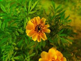 a plant with yellow flowers in a green pot photo