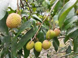 Benefits of eating litchi Keeps bones healthy Litchi contains magnesium, phosphorus, iron, manganese and copper. ... Beneficial for Kidneys It is important to keep an eye on the food to keep the kidne photo