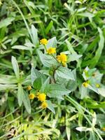 While walking along the village path or the urban wasteland, one has to stop suddenly as if the virgin nature is waiting dressed in a yellow dress. By the fields, by the roadsides the green lima sur photo