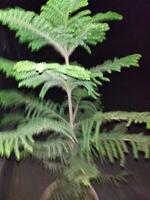 a small tree with green leaves in a dark room photo