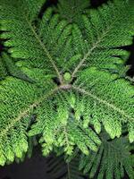 a small tree with green leaves in a dark room photo