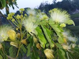 a plant with white flowers and green leaves photo