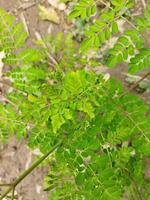 Nutritional value of Shajana leaves It helps in preventing diseases. Helps maintain hormonal balance. ... Acts as an anti-inflammatory i.e. relieves various pains in the body. It helps in reducing photo