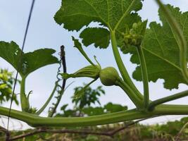 por comiendo calabaza verduras, usted lata obtener eliminar de muchos enfermedades incluso diabetes control, ojo problemas. vamos saber el beneficios de dulce calabaza verduras - piel iluminacion calabaza Rico en vitamina un y C foto