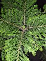 a small tree with green leaves in a dark room photo