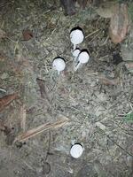 Frog umbrella or mushroom is actually a type of fungus. Part of the body of the fungus is made up of a thread-like part called 'mycelium'. Researchers at a biotechnology company in California, USA, re photo