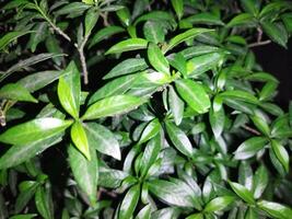 a plant with green leaves is shown in the dark photo