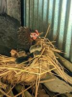 Native chicken eggs are hatched naturally at home photo