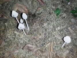 Frog umbrella or mushroom is actually a type of fungus. Part of the body of the fungus is made up of a thread-like part called 'mycelium'. Researchers at a biotechnology company in California, USA, re photo