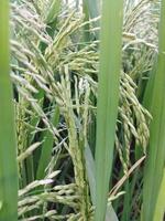 a woman walking through a field of tall grass photo